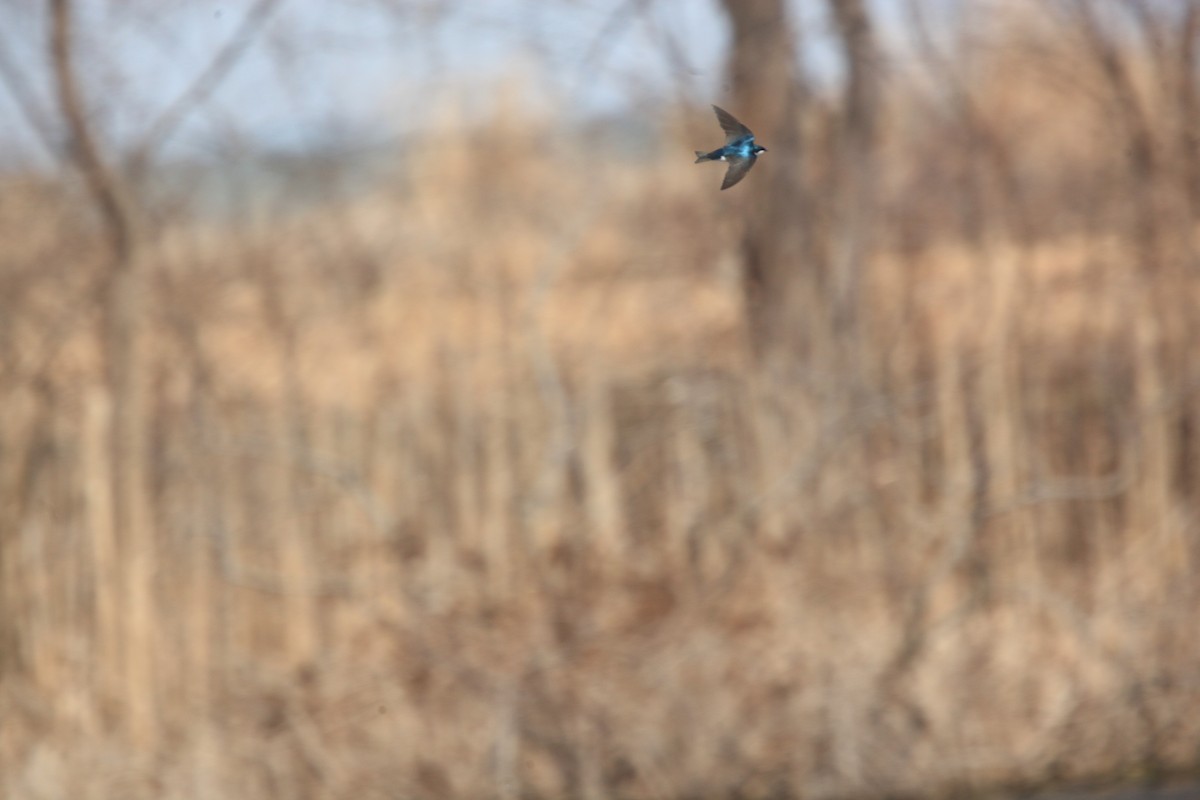 Tree Swallow - ML632490378