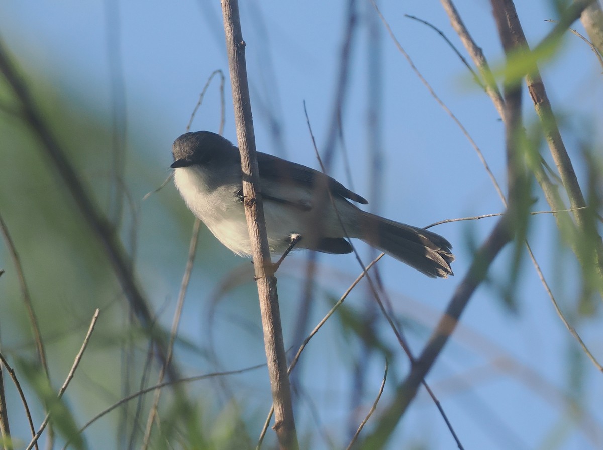 River Tyrannulet - ML632490386