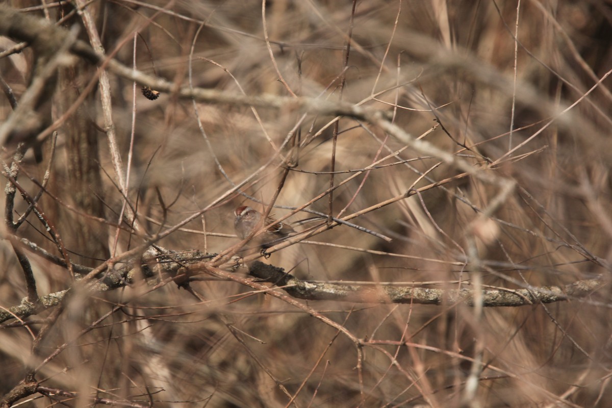 Hudson Körfezi Serçesi - ML632490401