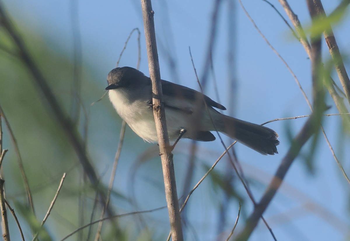 River Tyrannulet - ML632490406