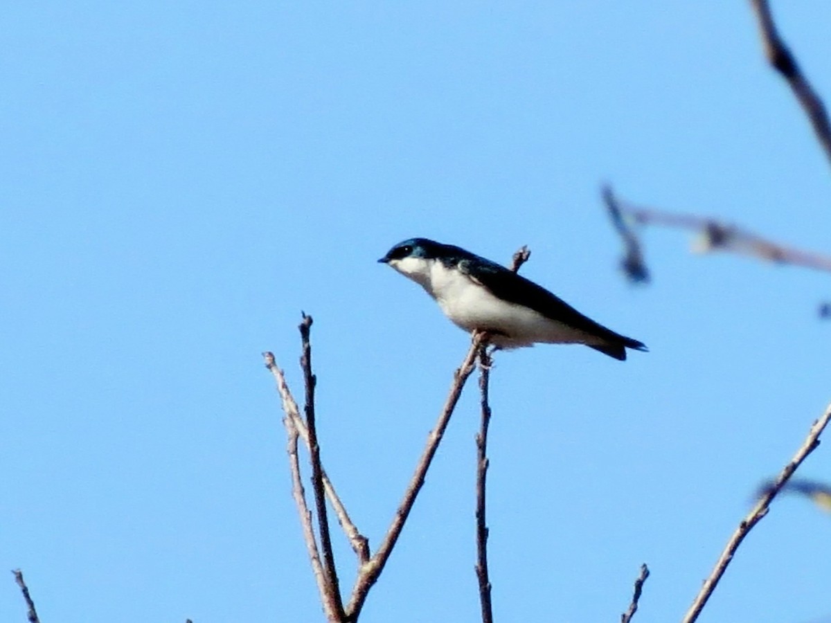 Tree Swallow - ML632490423
