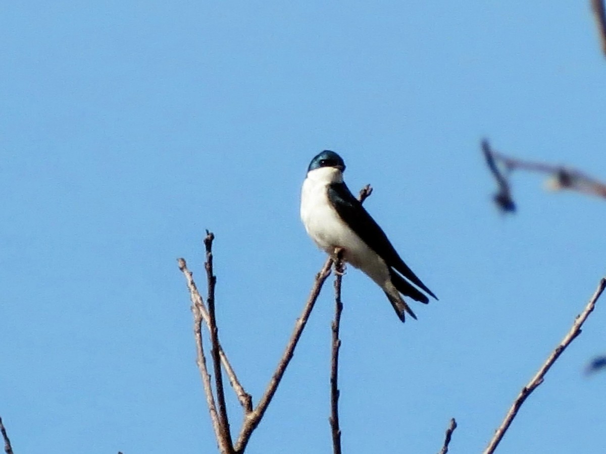 Tree Swallow - ML632490424