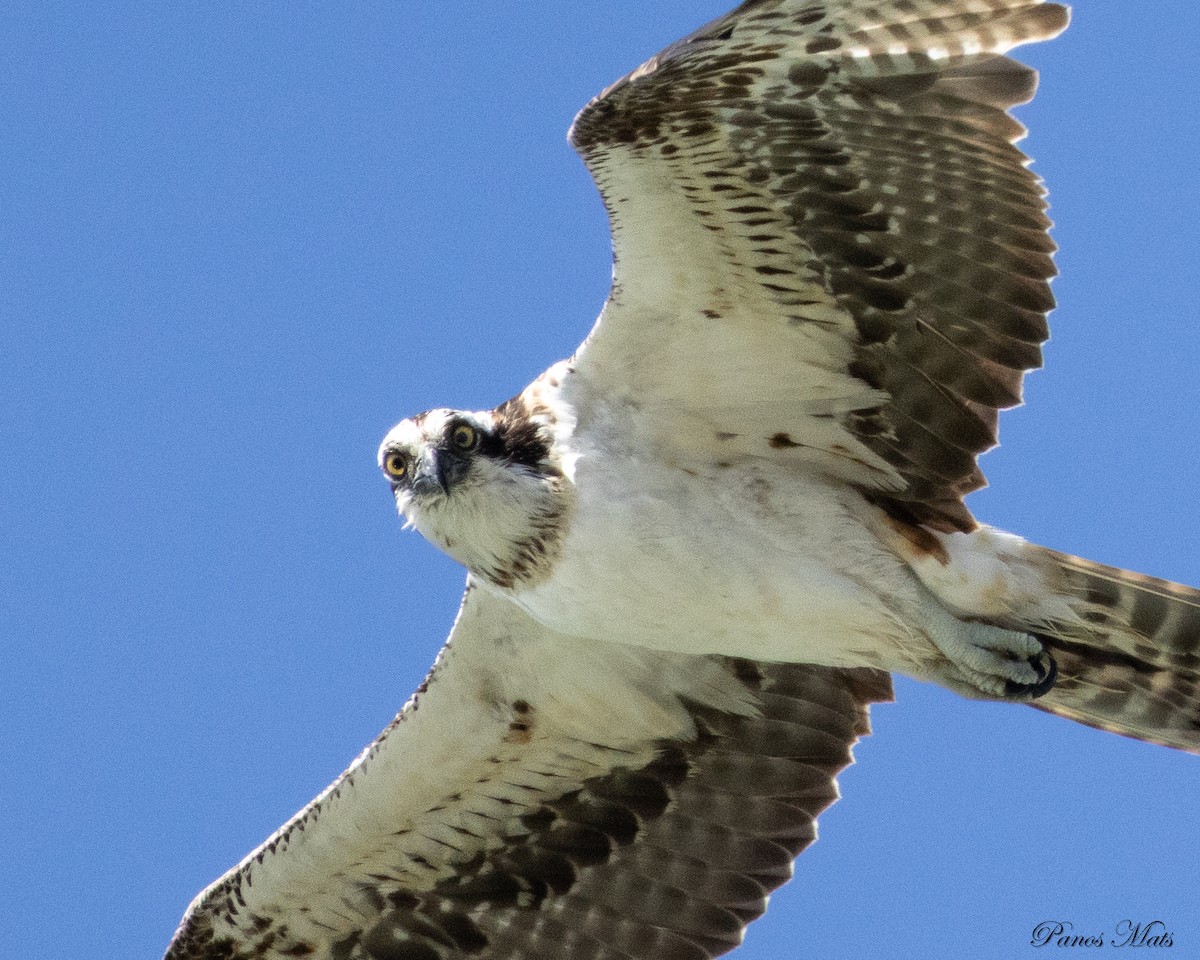 Osprey - ML632490452