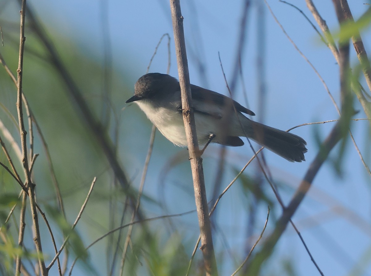 River Tyrannulet - ML632490475