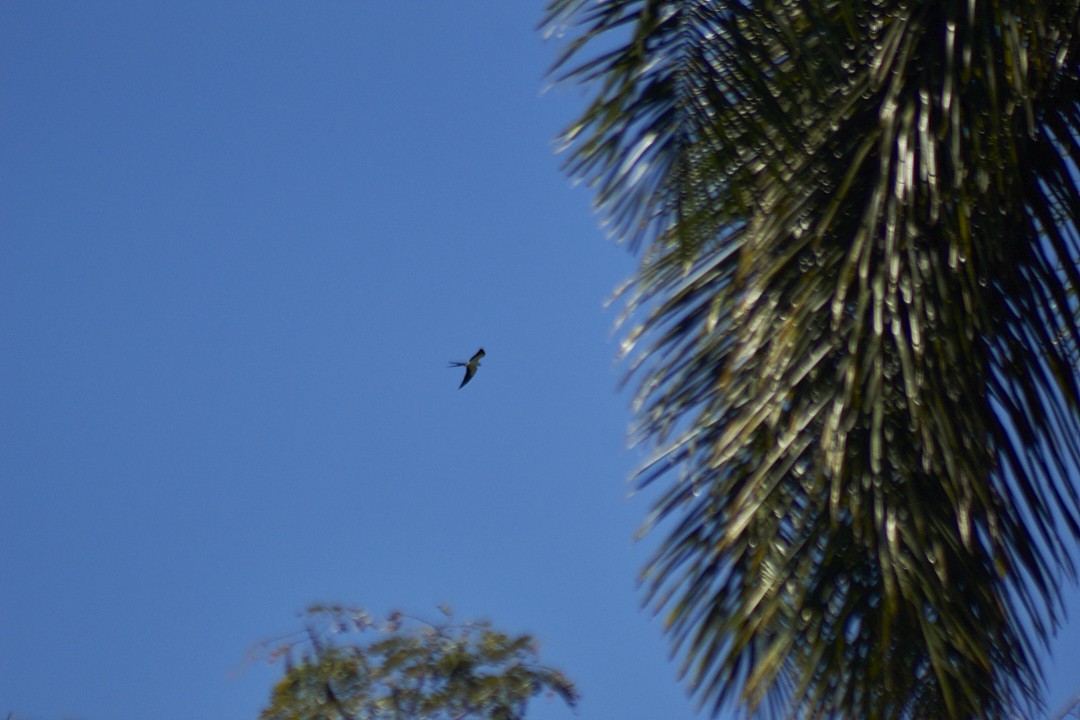 Swallow-tailed Kite - ML632490627