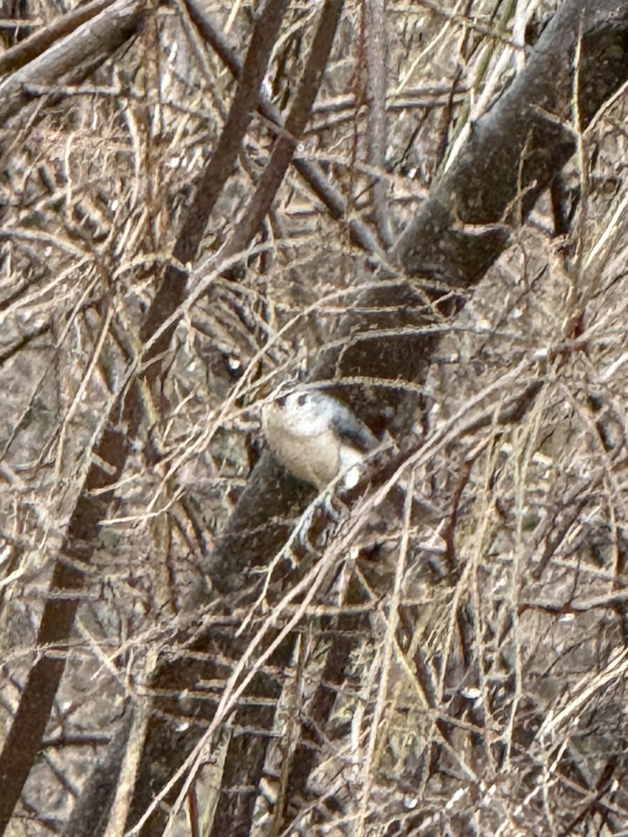 Tufted Titmouse - ML632490629