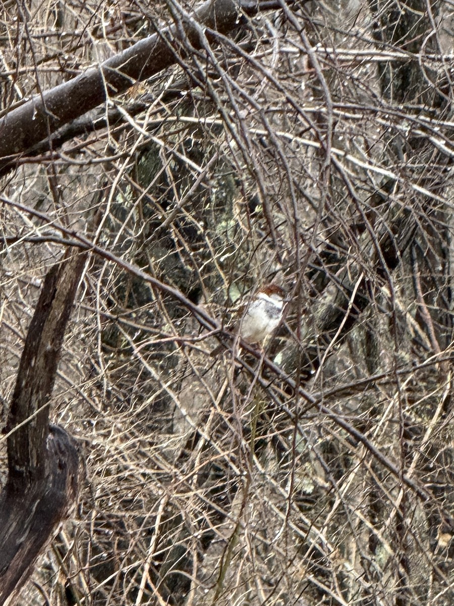 House Sparrow - ML632490726