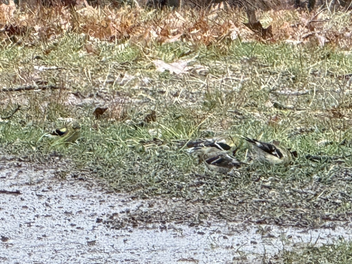 American Goldfinch - ML632490745