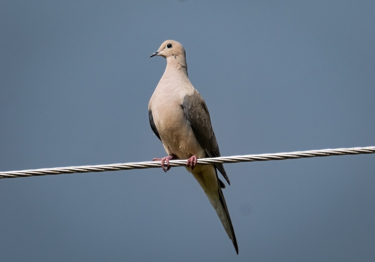 Carolinataube - ML632490753