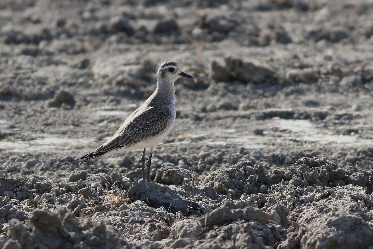 American Golden-Plover - ML632490767