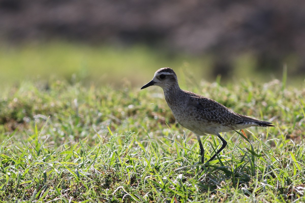 American Golden-Plover - ML632490775