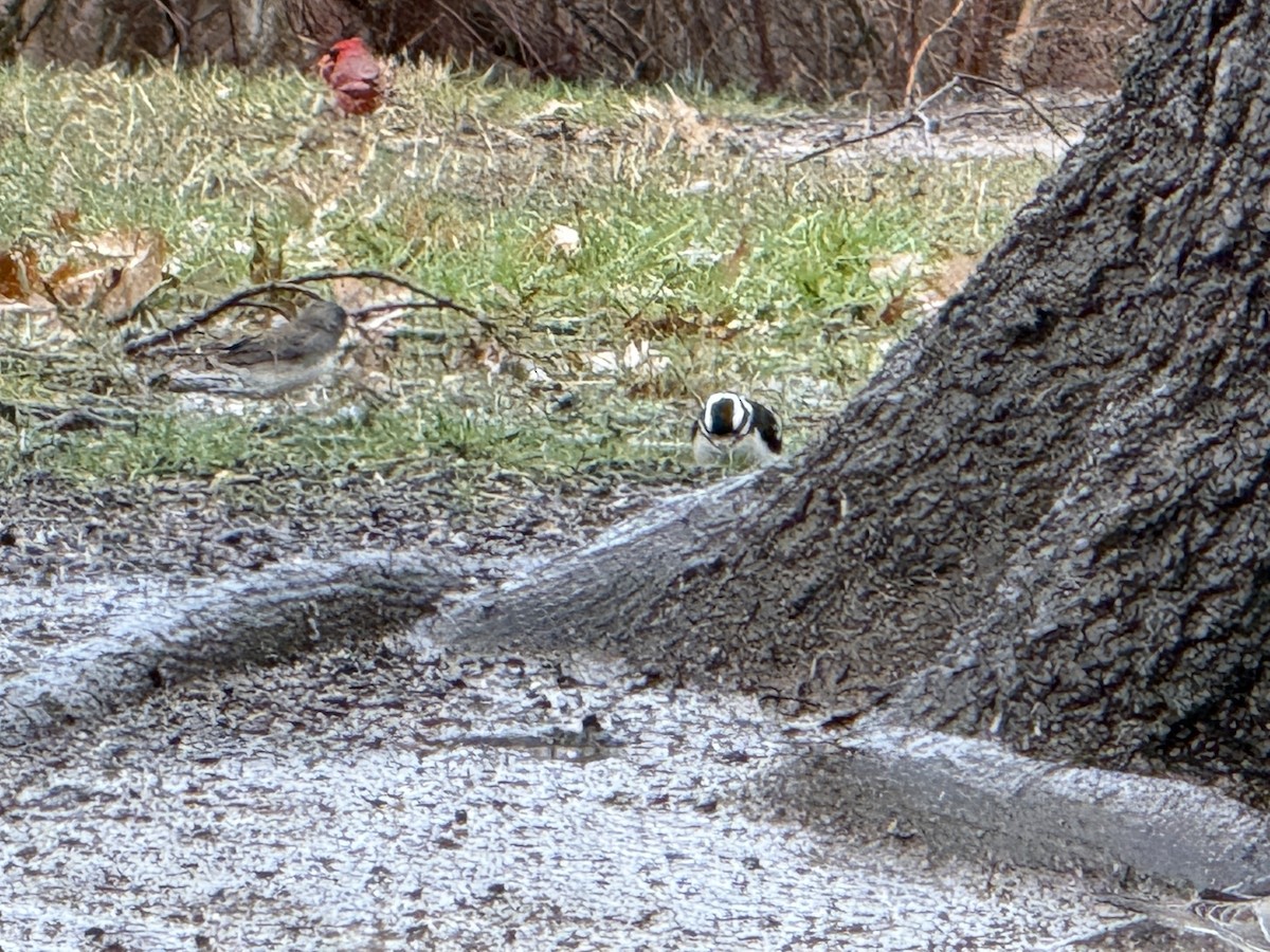 Downy Woodpecker - ML632490786