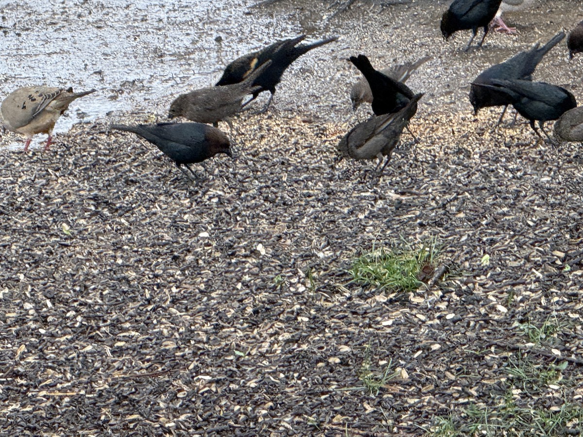 Brown-headed Cowbird - ML632490842