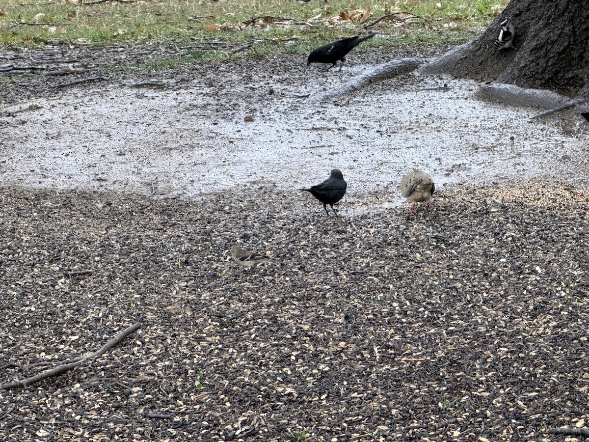 Red-winged Blackbird - ML632490846