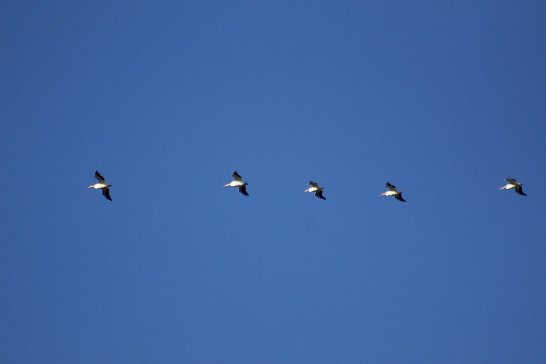 American White Pelican - ML632490878