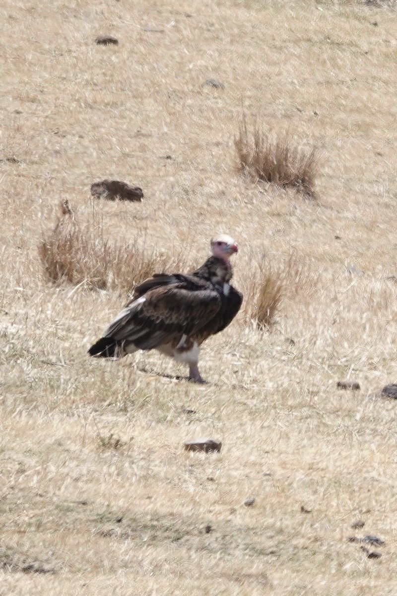 White-headed Vulture - ML632490917