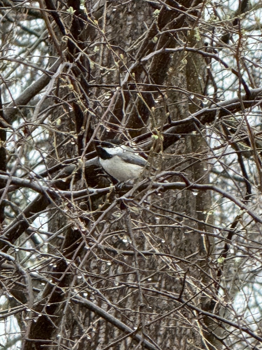 Carolina Chickadee - ML632490938