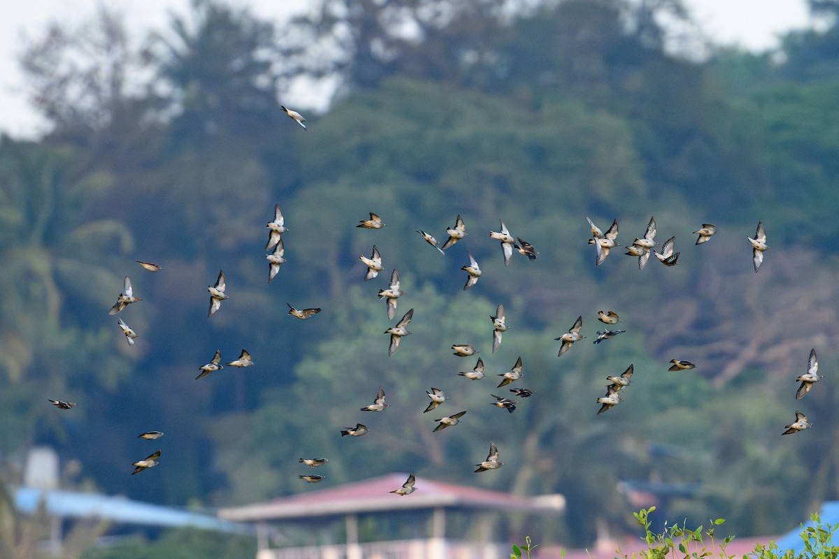 Chestnut-cheeked Starling - ML632490957
