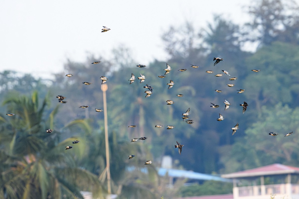 Chestnut-cheeked Starling - ML632490958