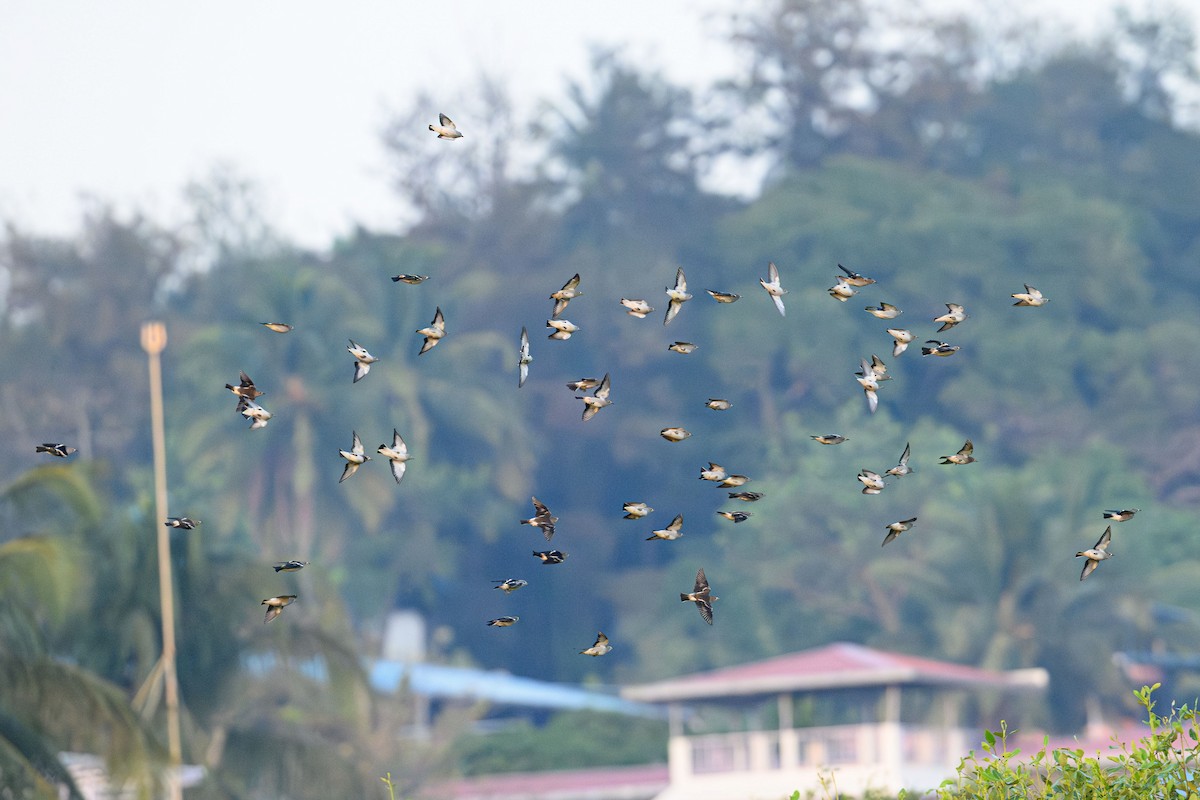 Chestnut-cheeked Starling - ML632490959