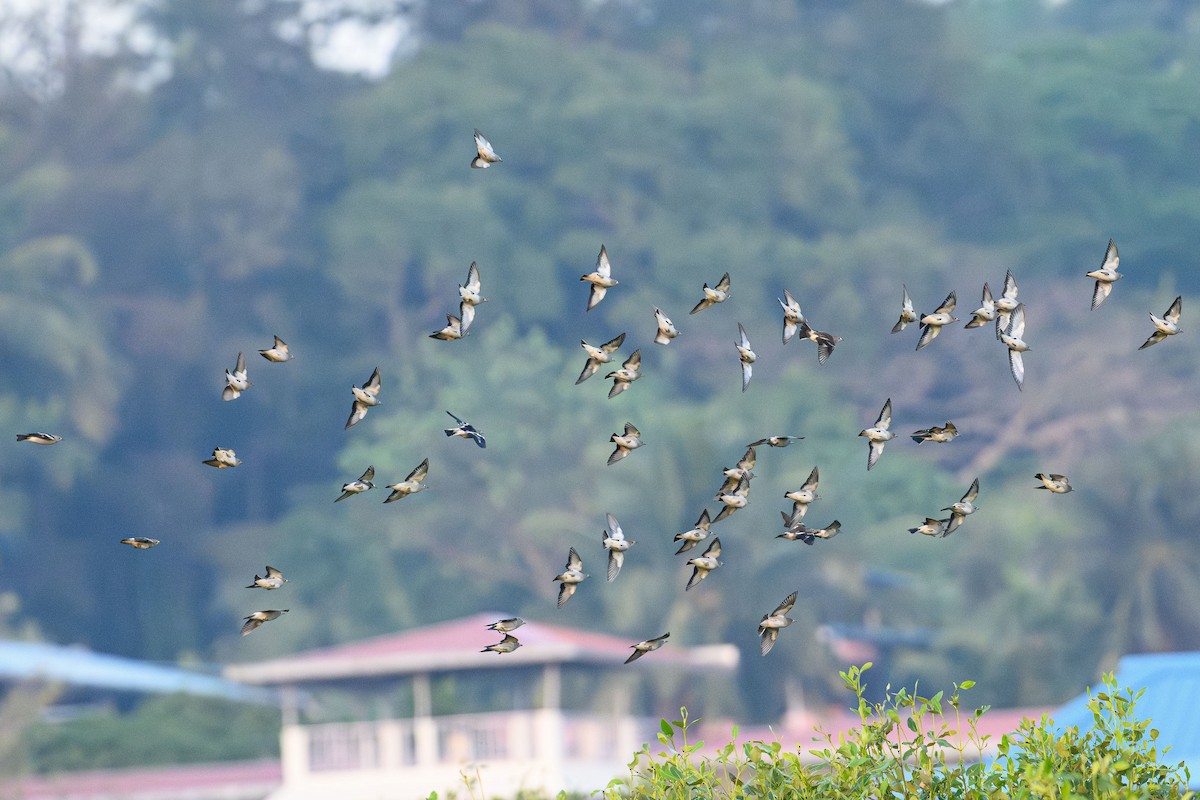 Daurian Starling - ML632490968