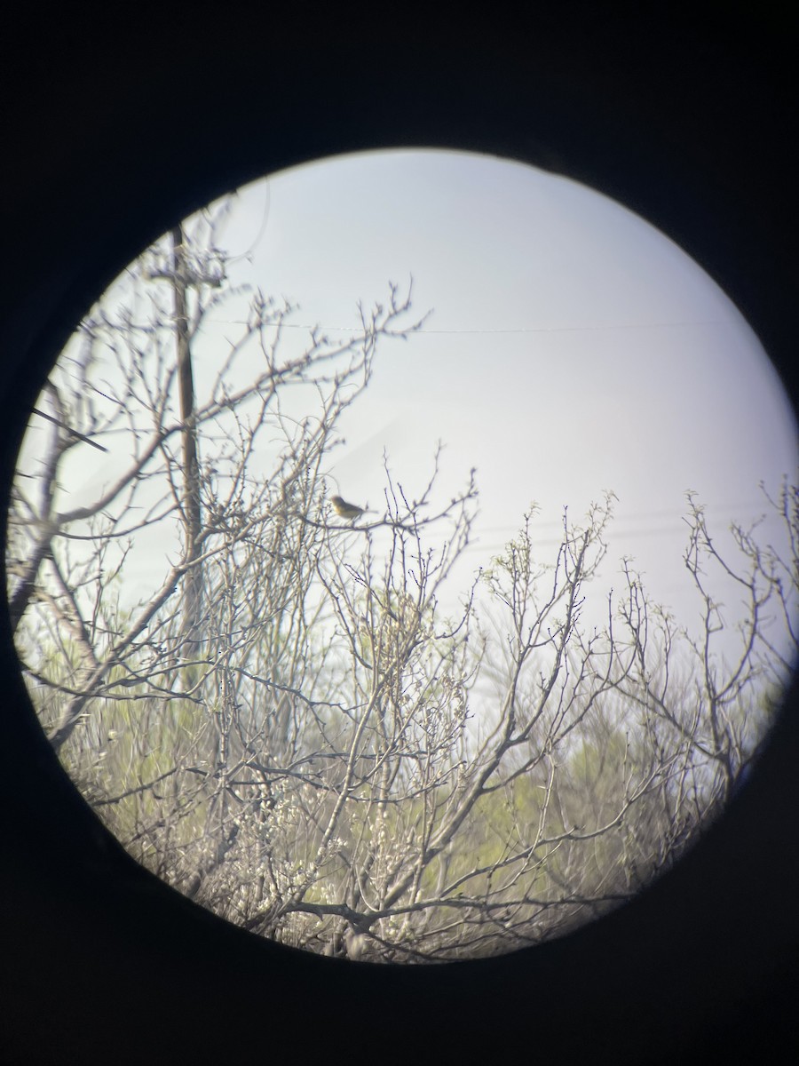 Bell's Vireo - ML632491067