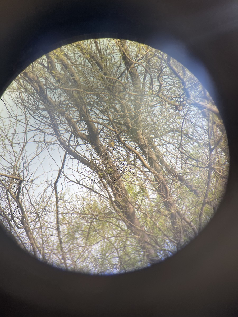 Bell's Vireo - ML632491068