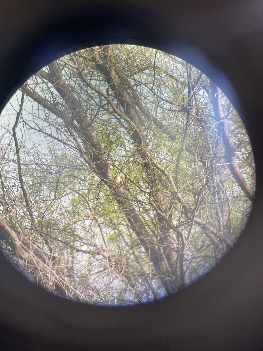 Bell's Vireo - ML632491069