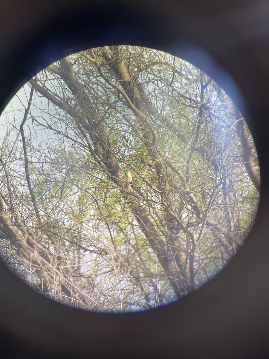 Bell's Vireo - ML632491070