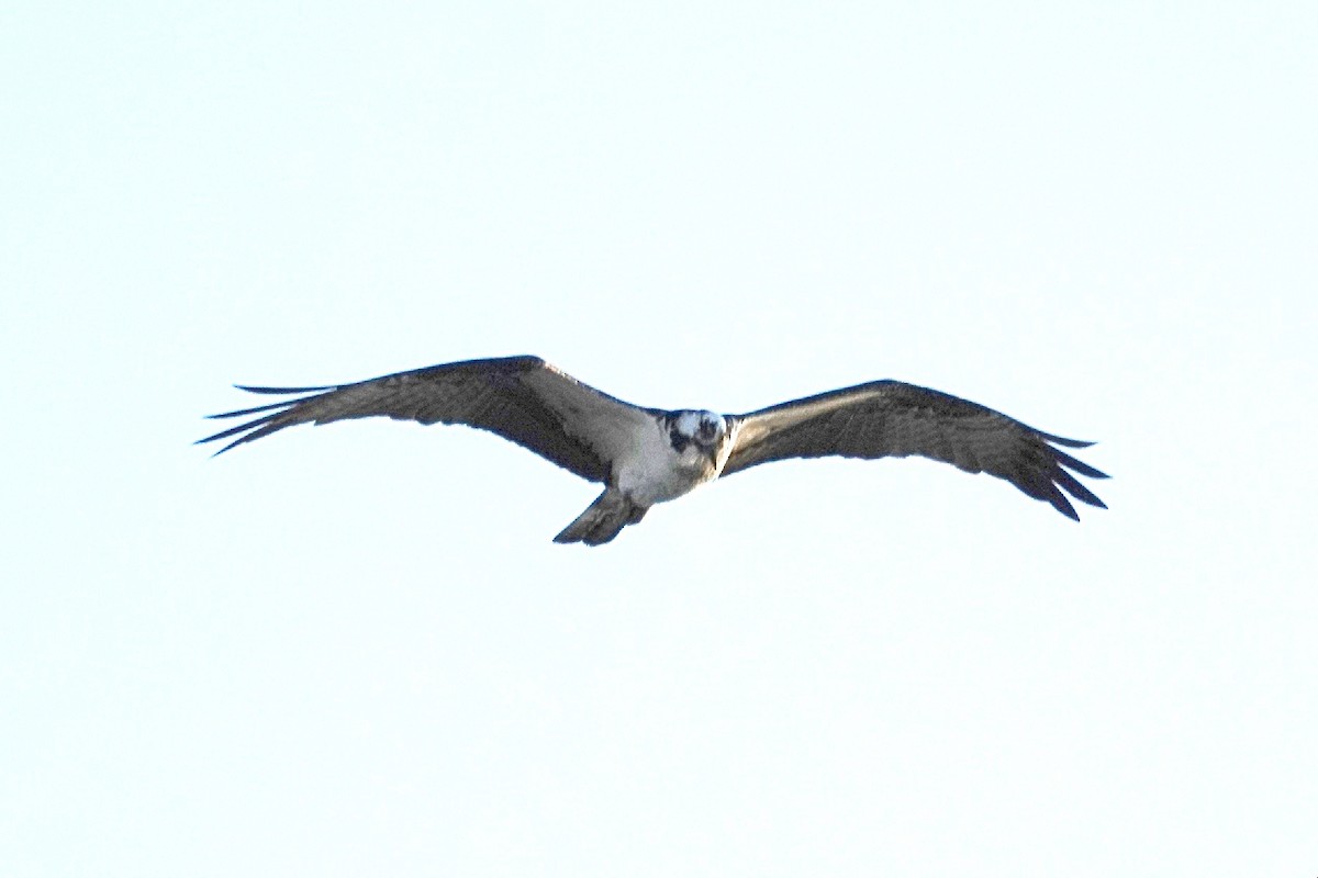 Osprey - ML632491124
