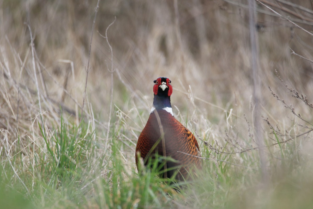 Ring-necked Pheasant - ML632491188
