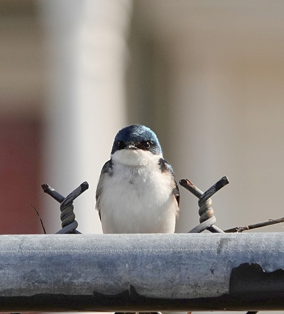 Tree Swallow - ML632491194