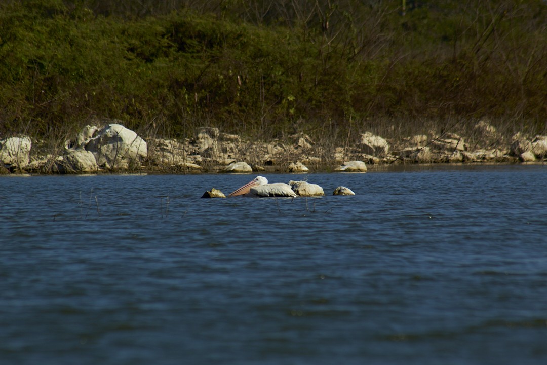 American White Pelican - ML632491337