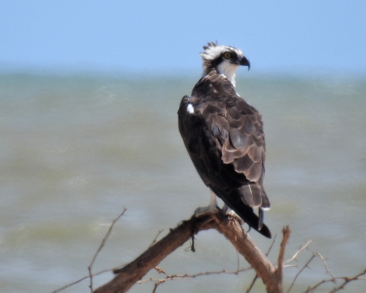 Osprey - ML632491402