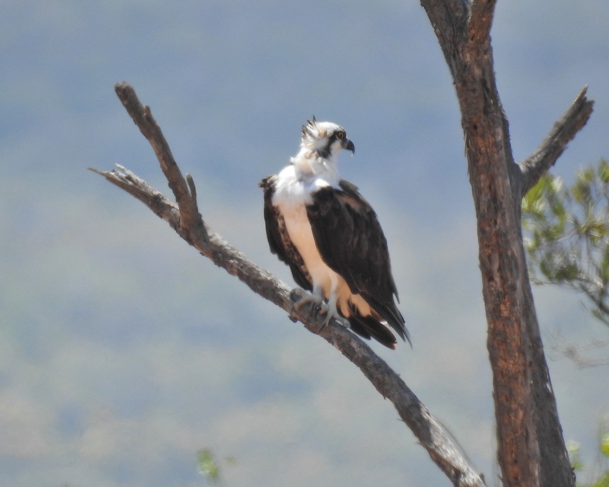 Osprey - ML632491409
