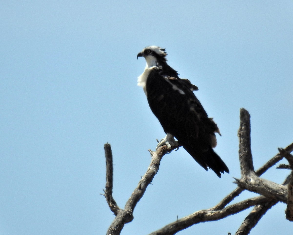 Osprey - ML632491419
