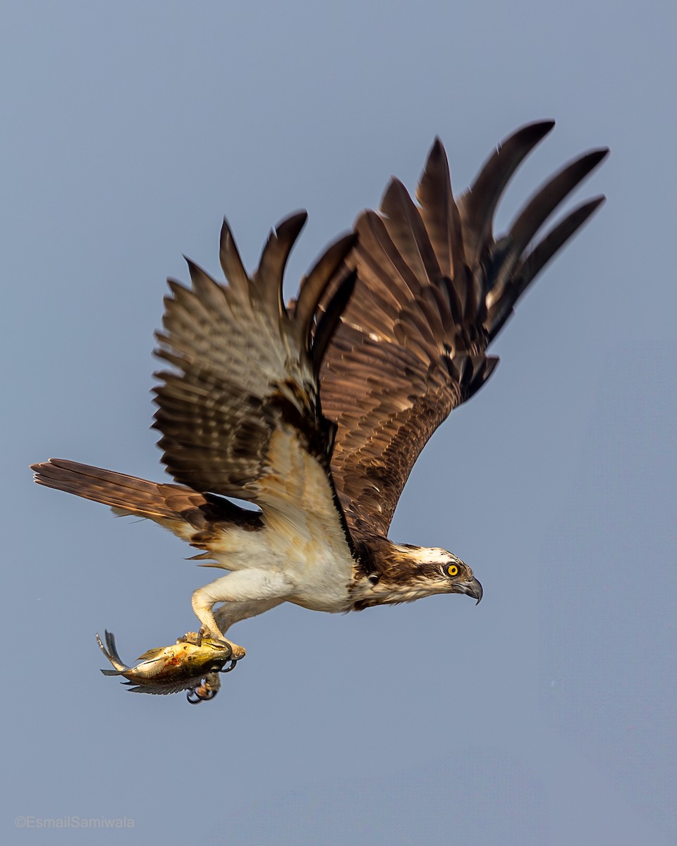 Osprey - ML632491427