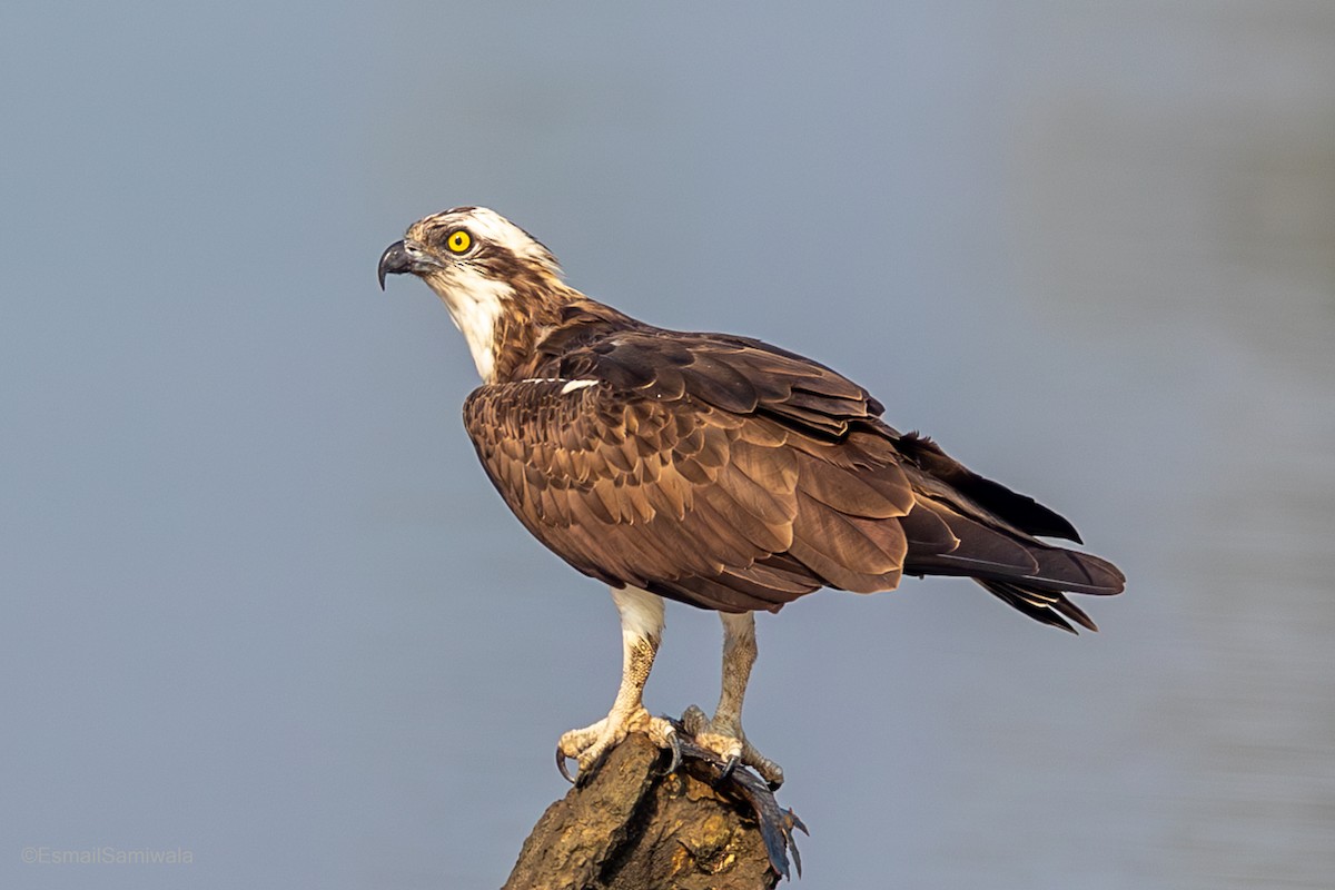 Osprey - ML632491428