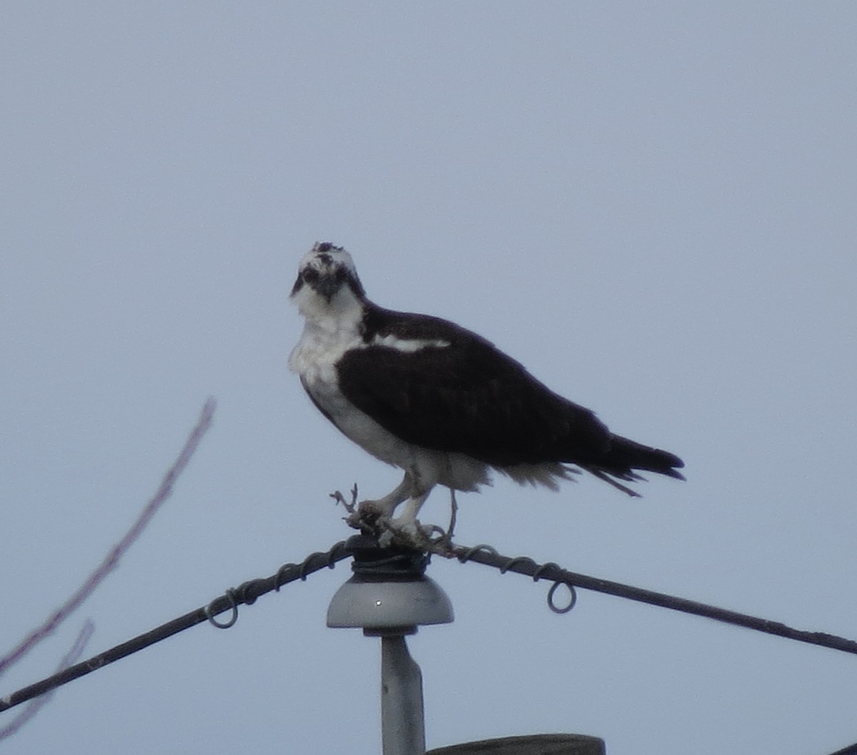 Osprey - ML632491626