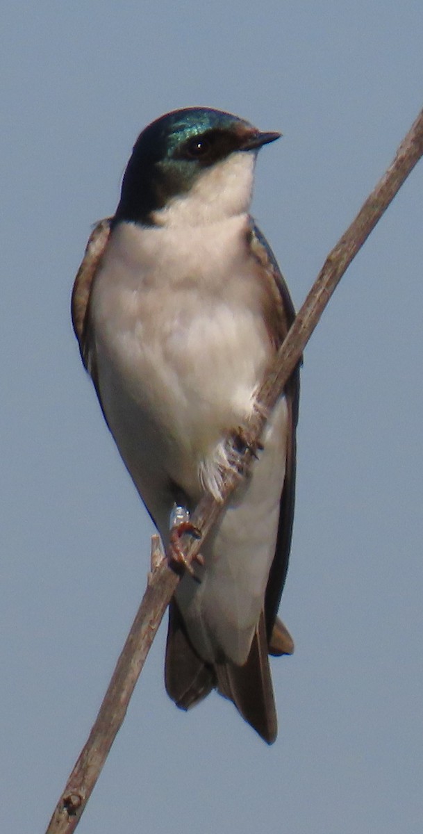 Tree Swallow - ML632491673