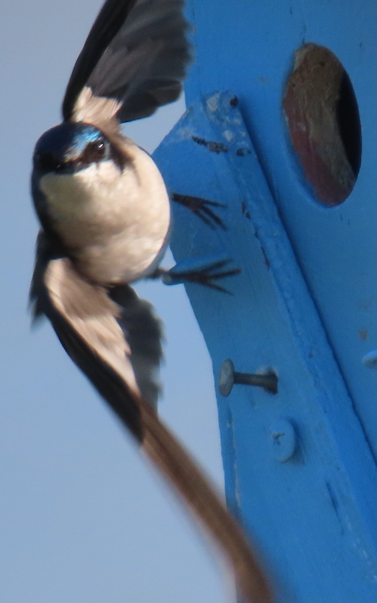 Tree Swallow - ML632491857