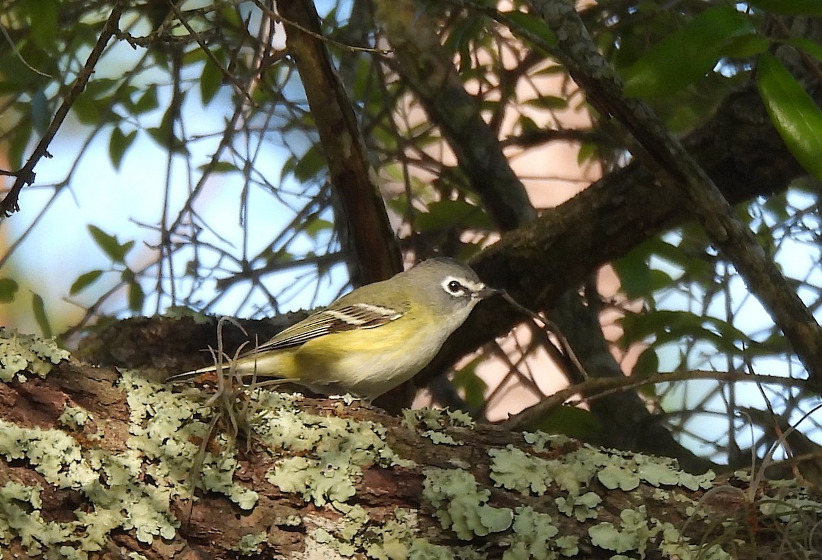 Graukopfvireo - ML632491868