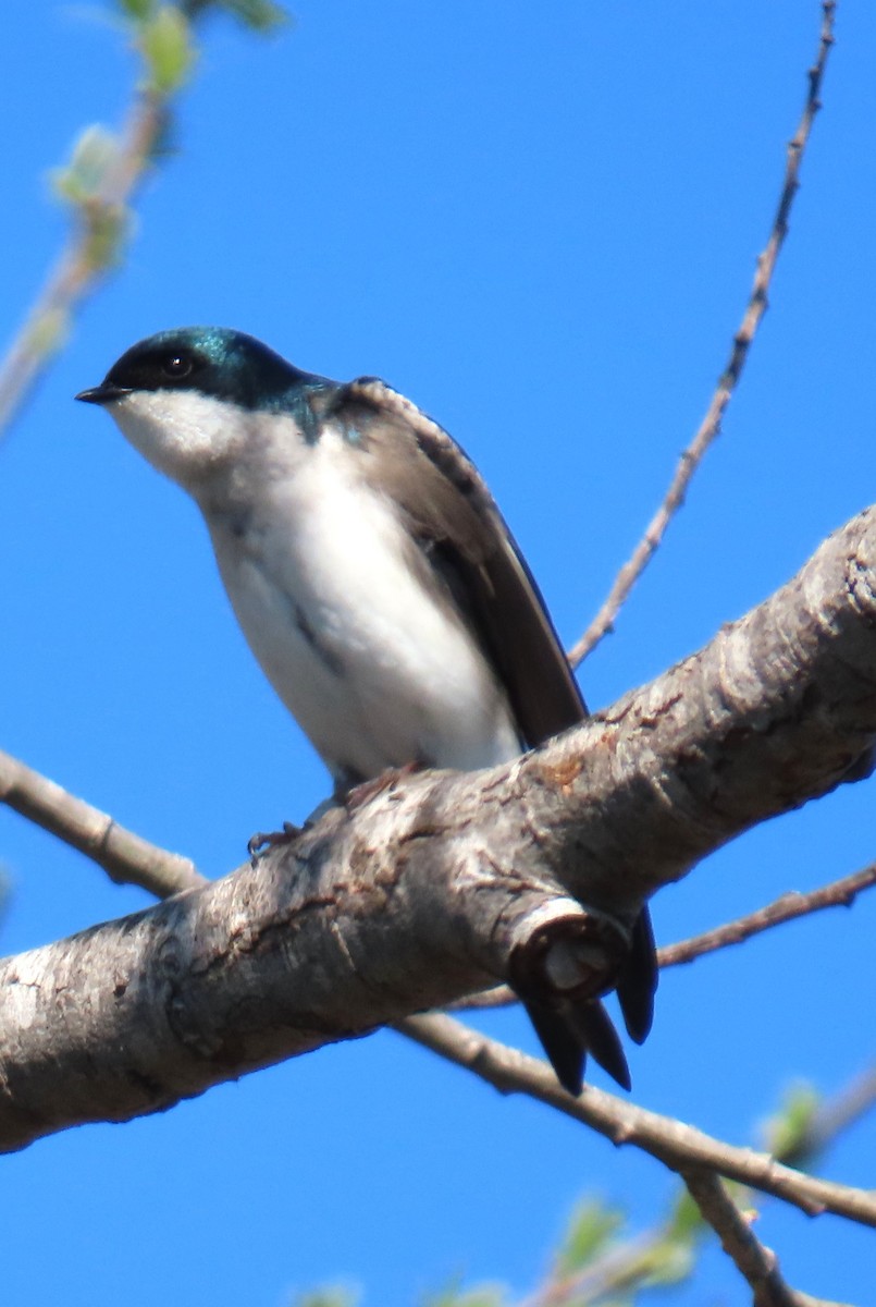 Tree Swallow - ML632491869