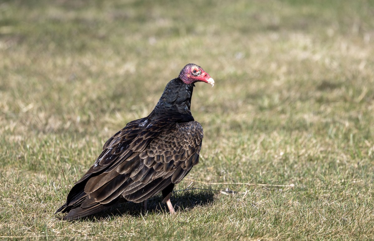 Turkey Vulture - ML632491870