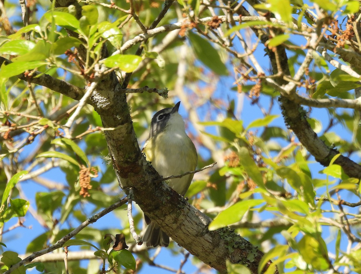 Graukopfvireo - ML632491871