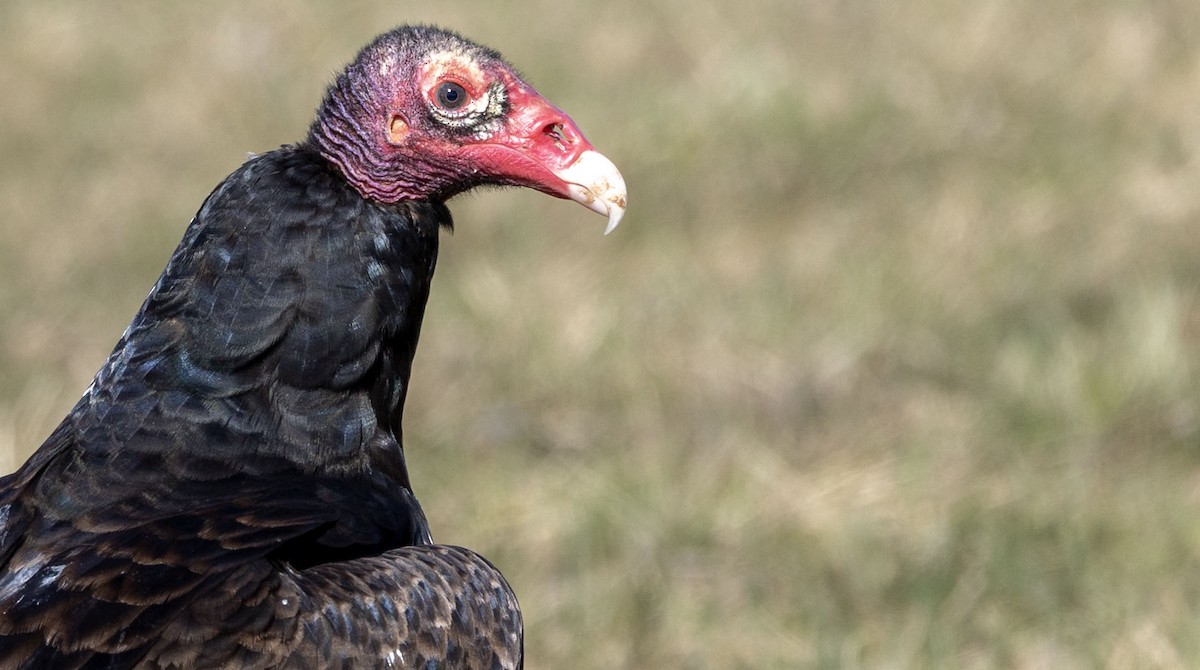 Turkey Vulture - ML632491962