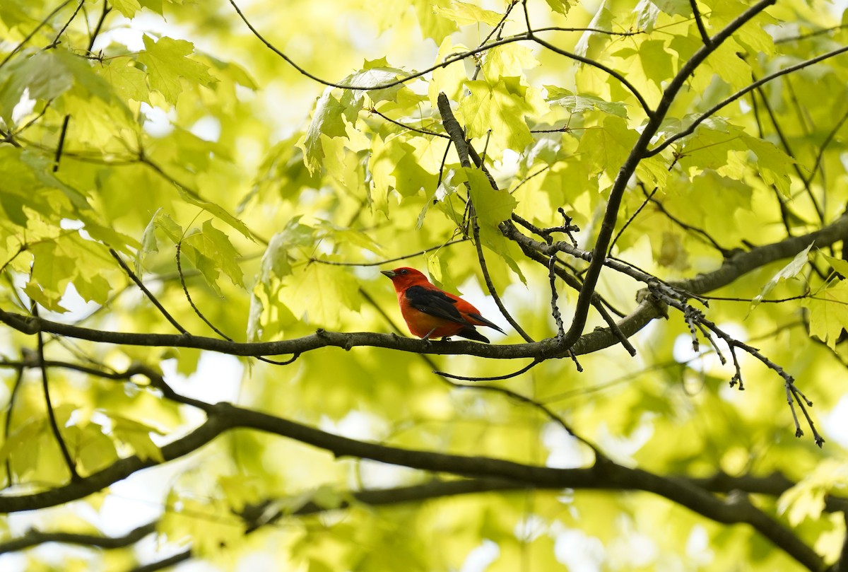 Scarlet Tanager - ML632492379
