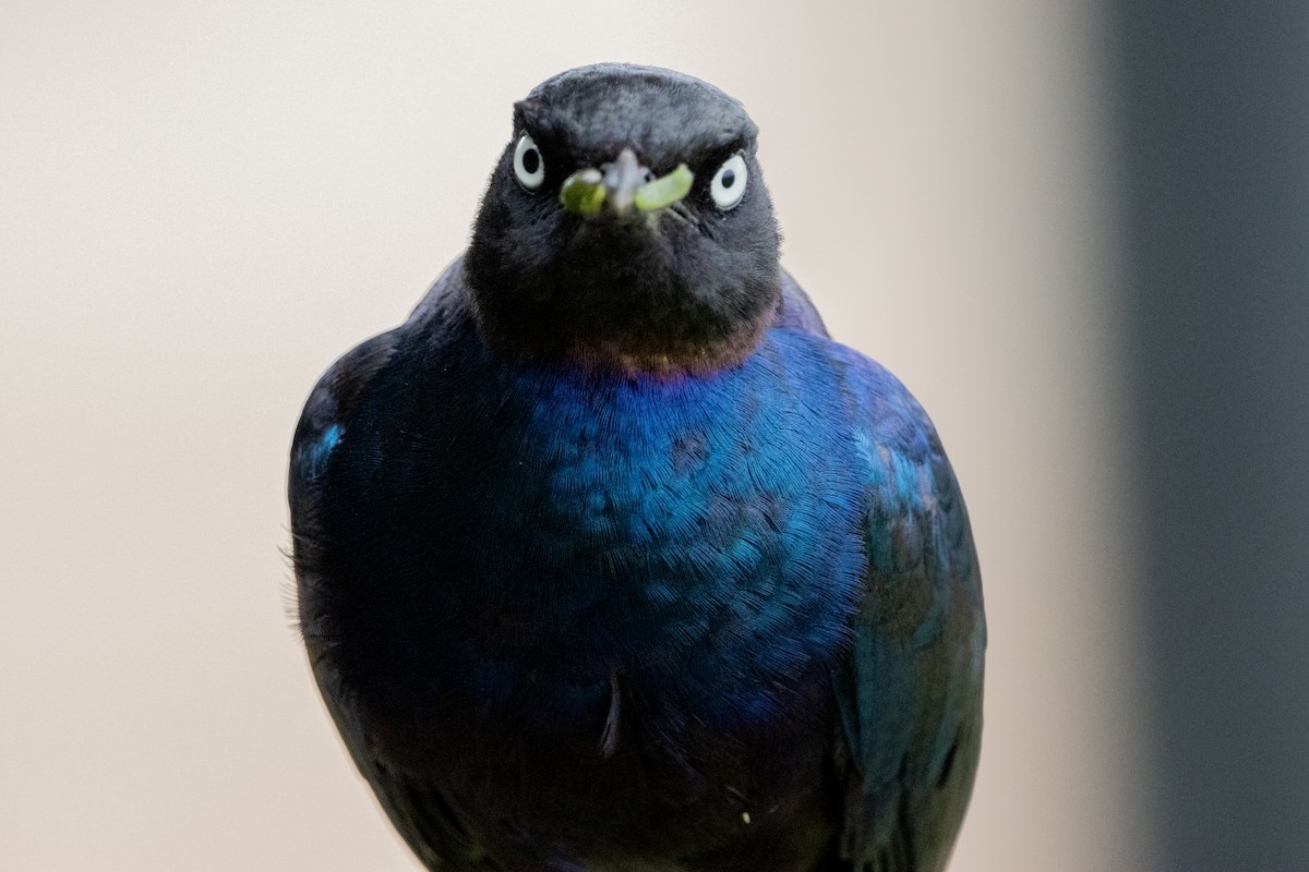 Rüppell's Starling - ML632492535