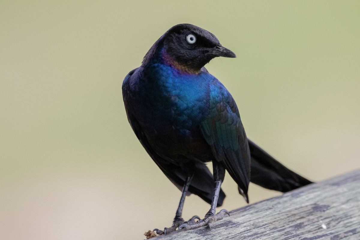 Rüppell's Starling - ML632492537