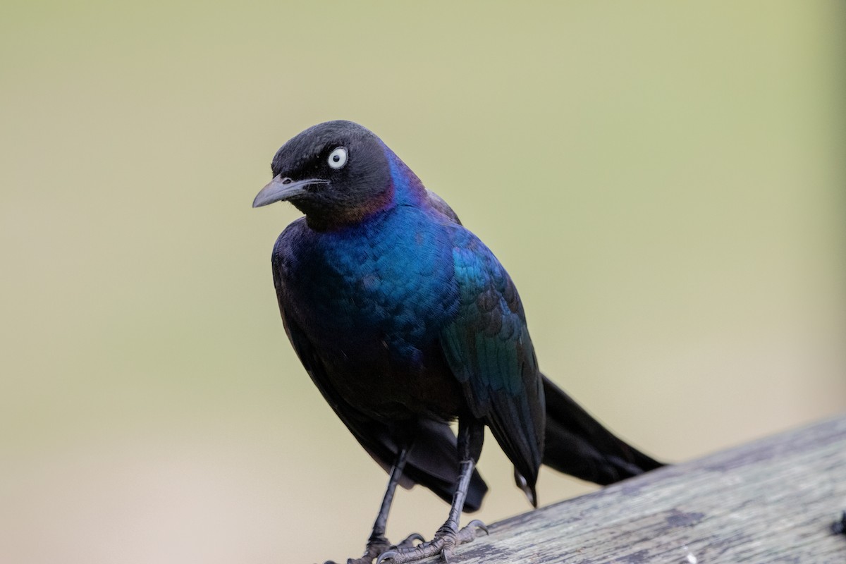 Rüppell's Starling - ML632492539